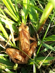 Rana longicrus