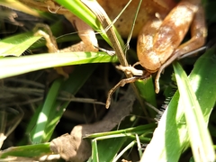 Rana longicrus