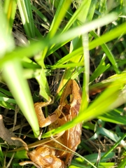 Rana longicrus