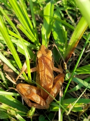 Rana longicrus