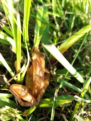 Rana longicrus