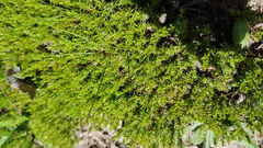Asperula conferta