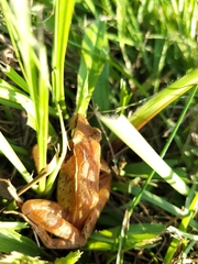 Rana longicrus