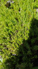 Asperula conferta