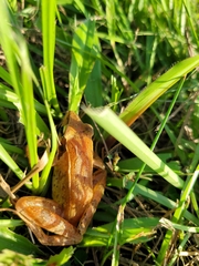 Rana longicrus