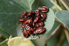 Tropidothorax leucopterus