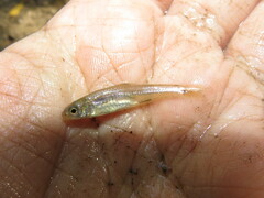 Notropis