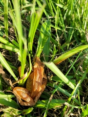 Rana longicrus