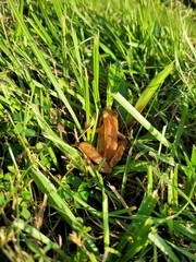 Rana longicrus