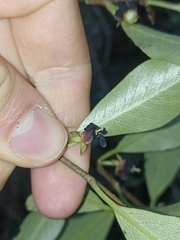 Pittosporum colensoi