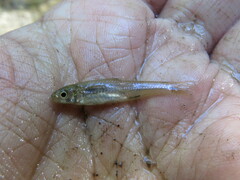Notropis