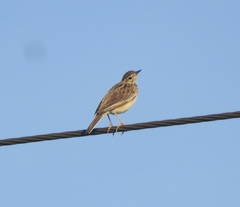Anthus godlewskii