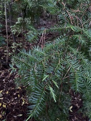 Prumnopitys ferruginea