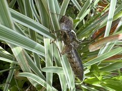 Zosteraeschna minuscula