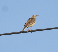 Anthus godlewskii