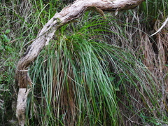 Carex flagellifera