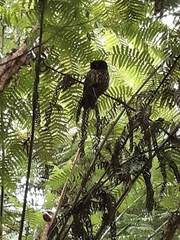 Ninox novaeseelandiae