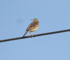 Anthus godlewskii