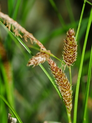 Carex flagellifera