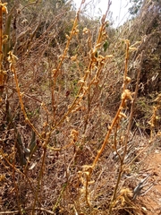 Crocothemis erythraea