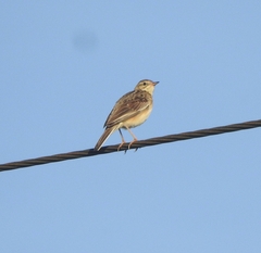 Anthus godlewskii