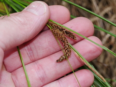 Carex flagellifera