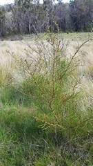 Hakea teretifolia
