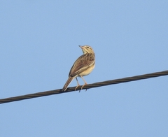 Anthus godlewskii
