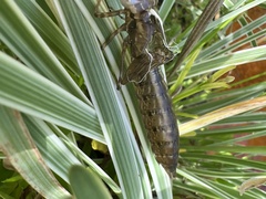 Zosteraeschna minuscula