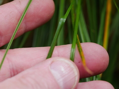Carex flagellifera