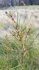 Hakea teretifolia