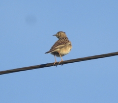 Anthus godlewskii