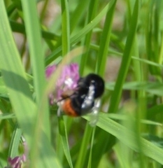Bombus