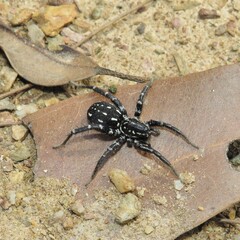 Nyssus albopunctatus