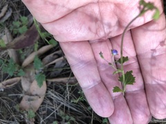 Veronica plebeia