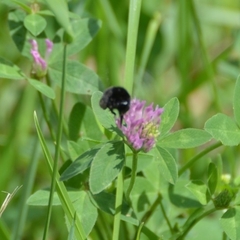 Bombus
