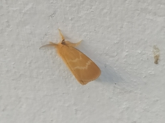Euproctis lutea
