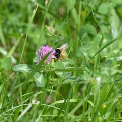 Bombus
