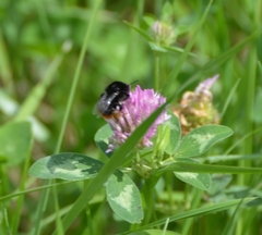 Bombus