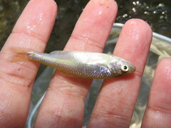 Cyprinella lutrensis