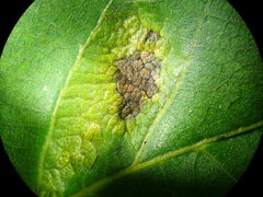 Aceria erinea
