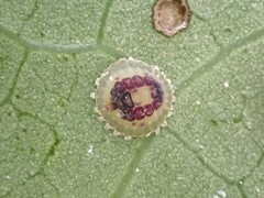 Epelidochiton piperis