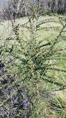 Acacia paradoxa