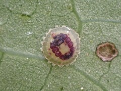 Epelidochiton piperis