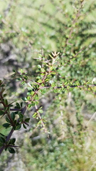 Acacia paradoxa