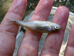 Cyprinella lutrensis