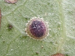 Epelidochiton piperis