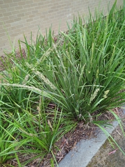 Lomandra hystrix