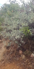 Searsia zeyheri