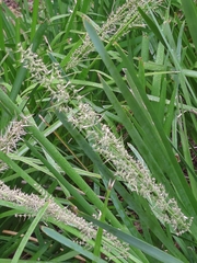 Lomandra hystrix